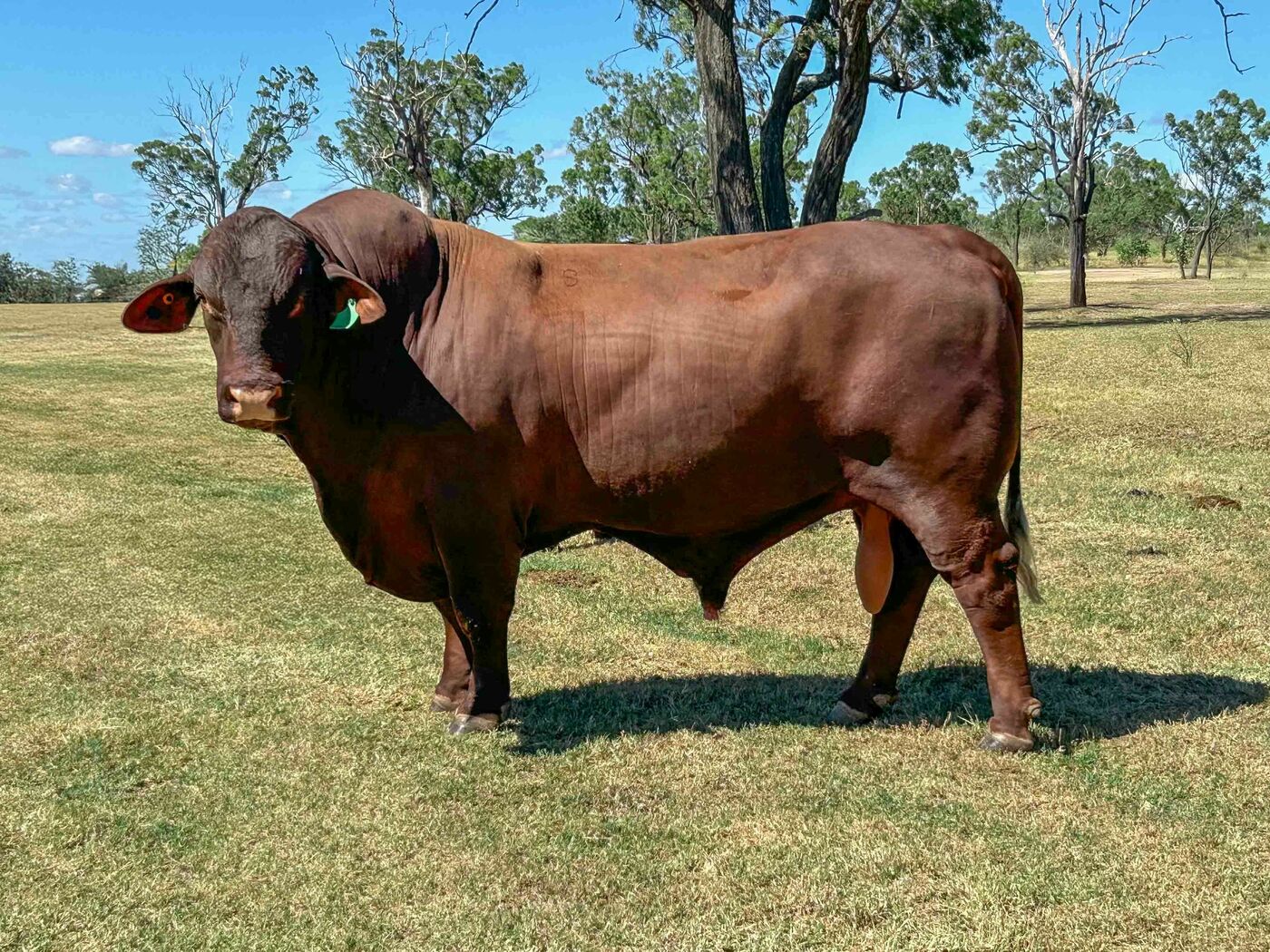 Yarrawonga Spartacus pic