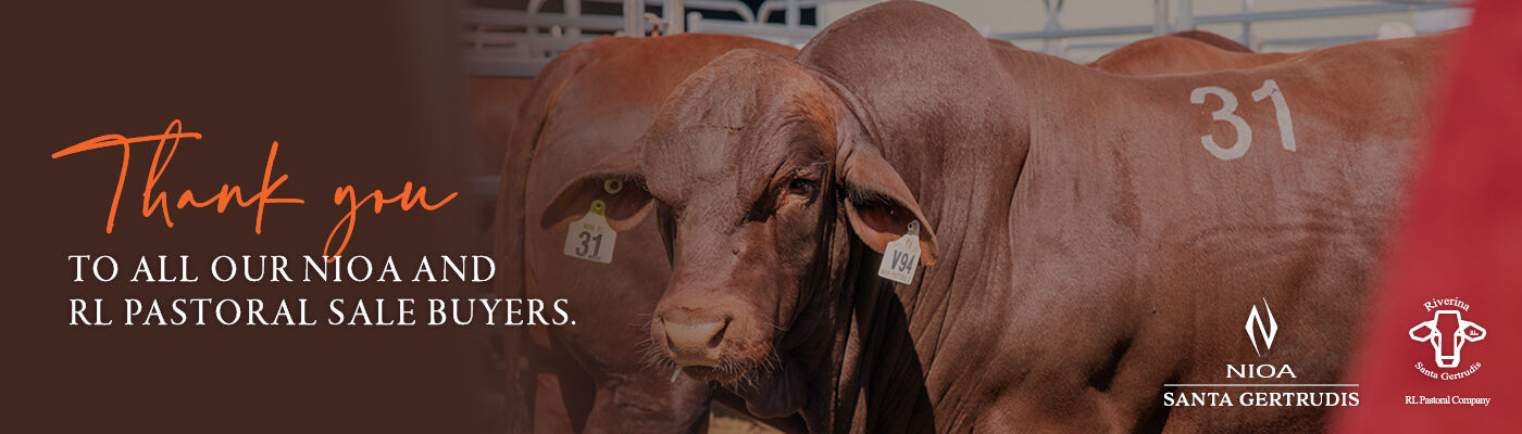 2808 NPC NSG Sale Thank you Web Banner DESKTOP 1