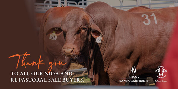 2808 NPC NSG Sale Thank you Web Banner MOBILE