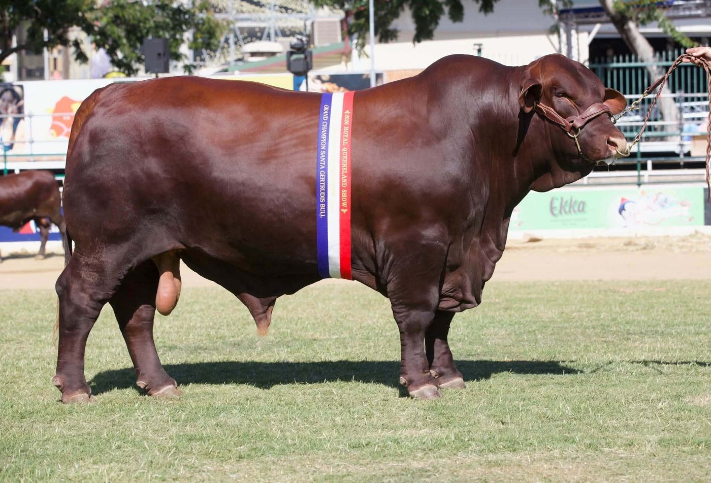 NIOA Pastoral RL Ekka pic