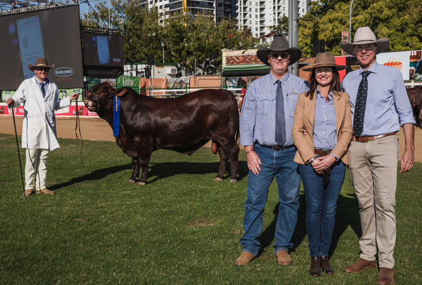 NIOA Pastoral Ekka Texas picsml