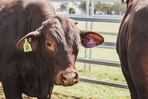 Bull in Sale Pen