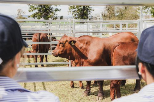 Bull at sale 22