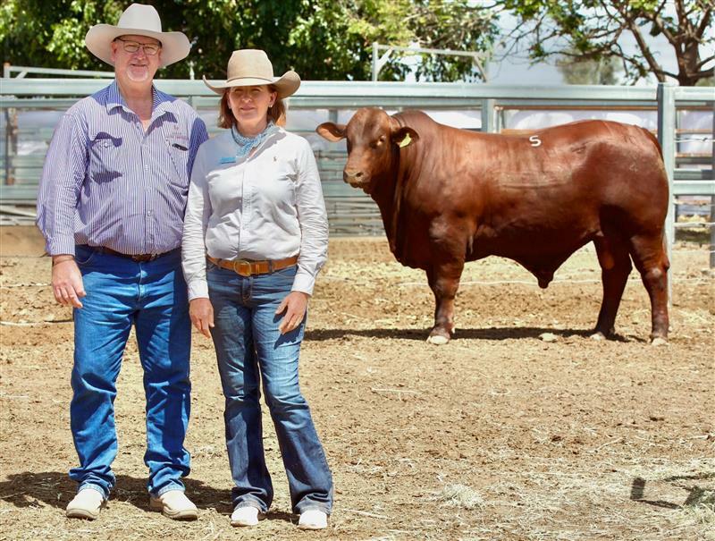 NIOA Pastoral New Sires pic