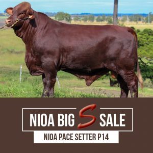 NIOA PACESETTER P14 300x300