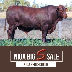 NIOA PERSECUTOR 300x300