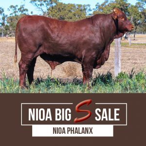 NIOA PHALANX 300x300