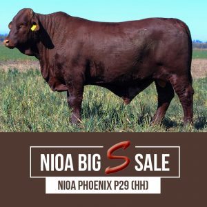 NIOA PHOENIX P29 HH 300x300