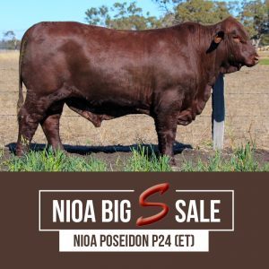 NIOA POSEIDON P24 ET 300x300