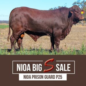 NIOA PRISONGUARD P25 300x300