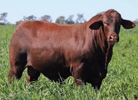 Yarrawonga cattle 1