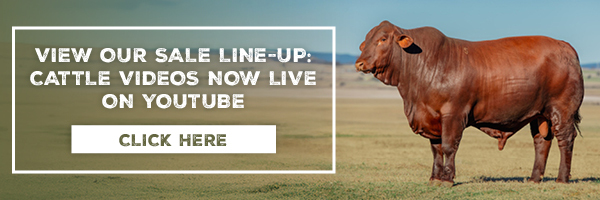 View this years sale cattle Banner MOBILE